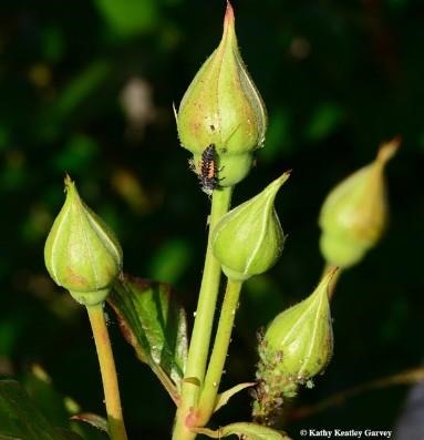 Can Lady Beetle Larvae Eat Aphids?